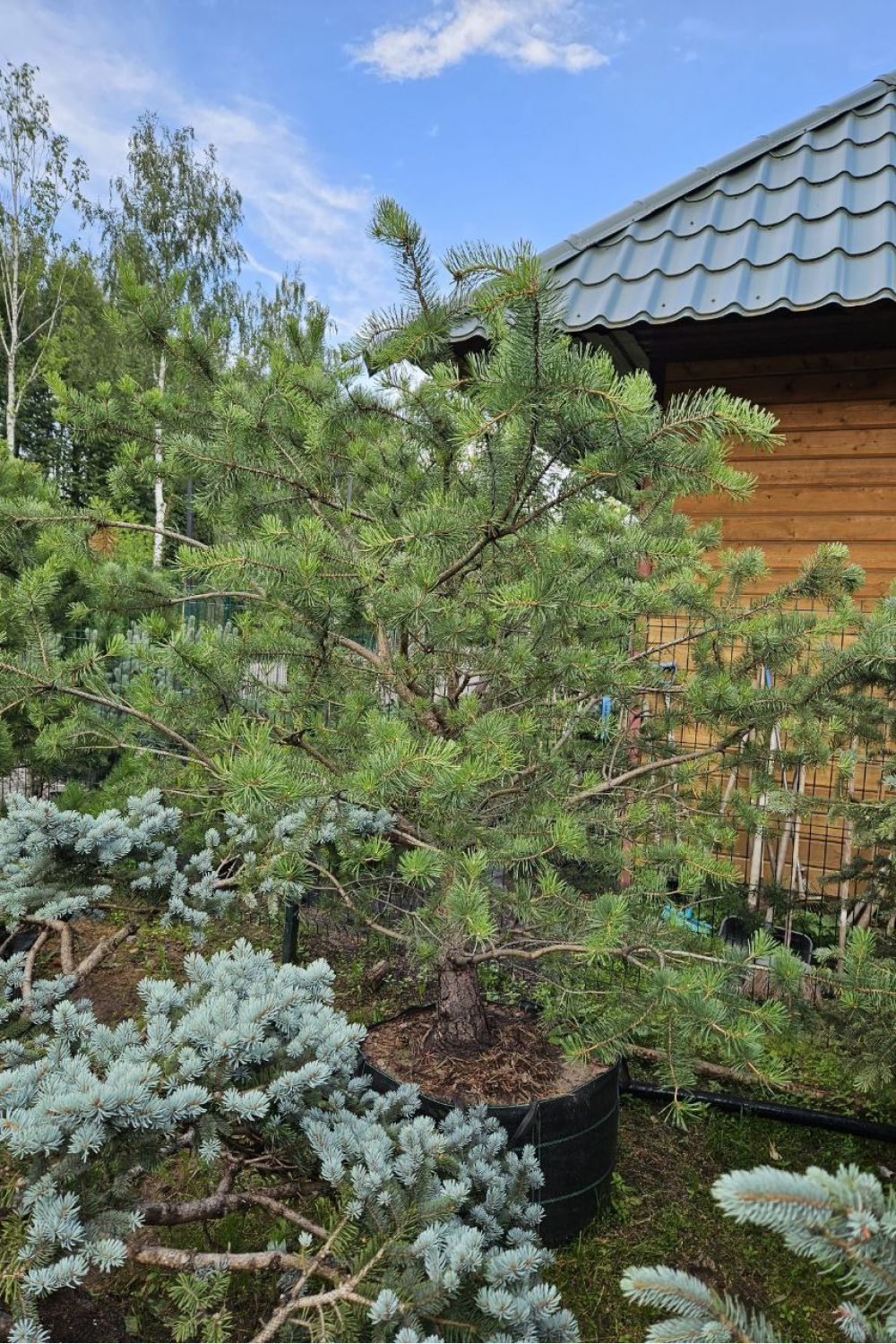 Сосна обыкновенная Норвежский Тип по доступной цене в Коломне - Купить с  доставкой в питомнике Растения24